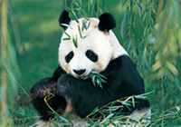 活化石--大熊猫的食材