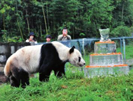 大熊猫盼盼生日：还是喜欢吃竹子！
